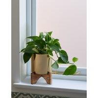Pothos Tin on Wooden Stand
