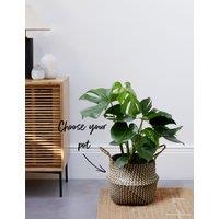 Extra Large Monstera Basket
