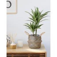 Draecana Plant
