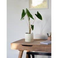 Medium Alocasia Zebrina Plant