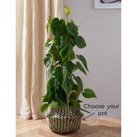 Large Philodendron Plant