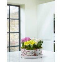 Emma Bridgewater Bulb Collection