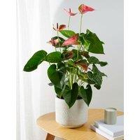 Pink Anthurium in Ceramic Pot