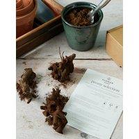 Peony Flower Bulb Collection