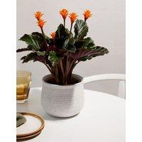 Calathea Crocata Plant in Ceramic Pot