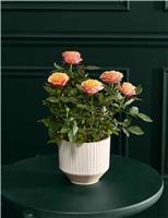 Luxury Orange Rose in Ceramic Pot