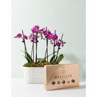 Duo Purple Phalaenopsis Planter & Belgian Chocolates Bundle