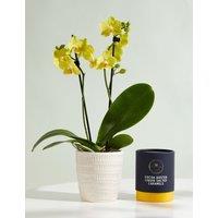 Miniature Yellow Phalaenopsis Orchid Ceramic & Marc De Champagne Truffles Bundle