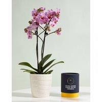 Miniature Pink Phalaenopsis Orchid Ceramic & Cocoa Dusted Liquid Salted Caramels Bundle