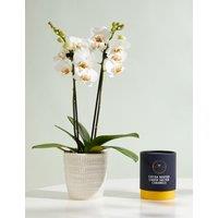 Miniature White Phalaenopsis Orchid Ceramic & Marc De Champagne Truffles Bundle