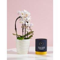 Miniature White Cascade Orchid Ceramic & Marc De Champagne Truffles Bundle