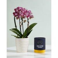 Miniature Purple Cascade Orchid Ceramic & Marc De Champagne Truffles Bundle