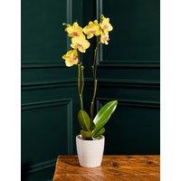 Large Yellow Phalaenopsis Orchid in Ceramic Pot