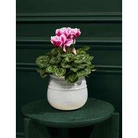 Speciality Cyclamen in Ceramic Pot