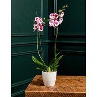 Large Marrakech Phalaenopsis Orchid in Ceramic Pot
