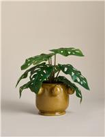 Artificial Cheese Plant in Bobble Pot