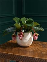 Purple Anthurium in Ceramic Pot