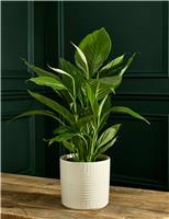M&S Flower Market Peace Lily in Ceramic Pot