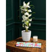 Happy Birthday Orchid with Chocolates & Candle