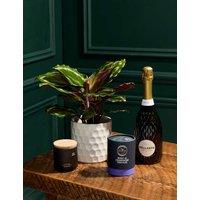 New Home Calathea with Prosecco, Marc de Champagne Truffles & Candle