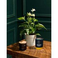 Thinking Of You Anthurium with Chocolates & Scented Candle