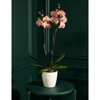 Large Peach Phalaenopsis Orchid in Ceramic Pot