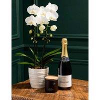 Cascaded Orchid with Champagne & Scented Candle