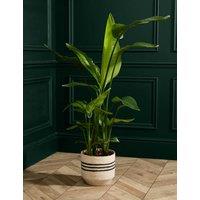 Extra Large Strelitzia Plant in Grower Pot