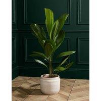 Extra Large Ruffled Fan Palm in Grower Pot