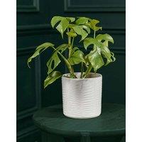 Medium Monstera Minima in Ceramic Pot