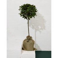 Bay Tree in Hessian Gift Bag
