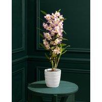 Pink Dendrobium in Ceramic Pot