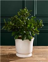 Citrus Plant in Ceramic Pot