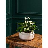 Anthurium Centrepiece with Ceramic Bowl