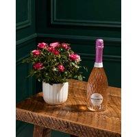 Gigi Rose in Ceramic Pot with Prosecco