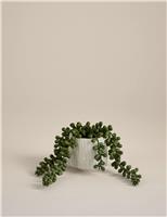 Artificial Baby String of Pearls in Ceramic Pot