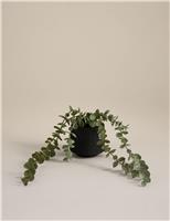 Artificial Trailing Baby Plant in Textured Ceramic Pot