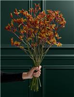 Gold Kangaroo Paw Bouquet