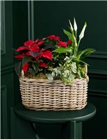 Flowering Christmas Plants in Kubu Basket