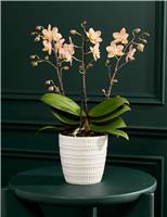 Peach Scented Orchid with Ceramic Pot