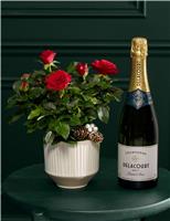 Christmas Red Rose with Champagne
