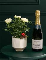 Christmas White Rose with Delacourt Champagne
