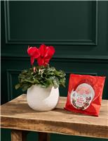 Red Cyclamen in Ceramic Pot with Merry Munch