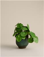 Artificial Money Plant in Ceramic Pot