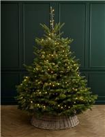 7ft Real Christmas Tree with Lights