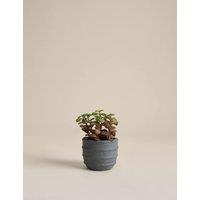 M&S Artificial Mini Succulent in Ridged Concrete Pot Green