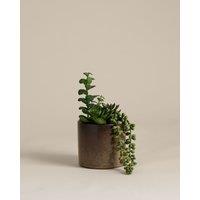 M&S Artificial Succulent Family in Reactive Glaze Pot Green