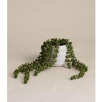 M&S Artificial String of Pearls in Ceramic Pot Green