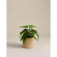 M&S Artificial Heartleaf Philodendron in Ceramic Pot Green