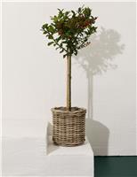 Holly Tree in Kubu Basket